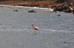 Flamingos se alimentam em lago do Parque Nacional Washington-Slagbai, no norte de Bonaire